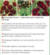 Пахне шоколадом і не любить тіні. Квітникарка розповіла, як доглядати за шоколадною космеєю