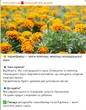 Посадіть ці квіти на своїй ділянці – і вони захистять урожай від попелиці та колорадського жука
