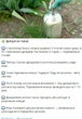 Поливайте цим город раз на тиждень – і зберете щедрий урожай. Рецепт універсального підживлення без хімії
