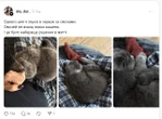 Їх кинули на вулиці, але сталося диво. Неймовірні історії, після яких захочеться завести вдома кота