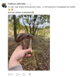 10 чудових фото з грибного полювання, які спричинять напад білої заздрості