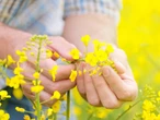 Всеукраїнська аграрна рада вимагає від нардепів відхилити дискримінаційні мита на експорт сої та ріпаку