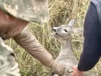 У Харківській області козуля потрапила у дротяну пастку. Їй на допомогу прийшли бійці "Хартії". Відео