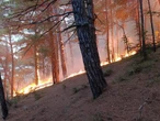Український дрон спричинив пожежу поряд із палацом Путіна в Геленджику
