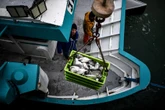 Océans : que faire face à la pêche industrielle et l’élevage intensif ?