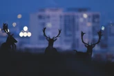 Photographie : à Versailles, le bestiaire engagé de Nicolas Davy