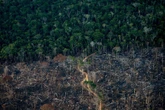 Déforestation : le dialogue de sourds entre Bruxelles et les entreprises