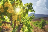 Vins naturels : comment enfin s'y retrouver dans la jungle du marketing