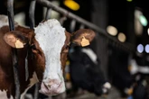 Budget européen : pourquoi la réforme de la Politique agricole commune fait grincer des dents
