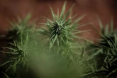En Espagne, le gouvernement approuve l’usage du cannabis médicinal