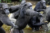 Chimpanzé, banane… Ces mots de la langue française venus de très, très loin
