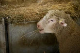 Vol de moutons, ce fléau sous les radars : "Des animaux manquent à l’appel à chaque inventaire"