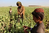 En Afghanistan, comment la CIA a mené une mission secrète pour saboter la production d’opium pendant dix ans