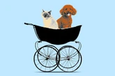 "C'est comme leur bébé" : chiens et chats, les nouveaux enfants de la famille