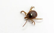 More people may be at risk for red meat allergy caused by ticks than previously thought