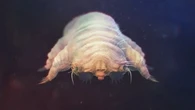 Itchy eyes? Maybe it's mites. Maybe it's allergies. Definitely be cautious