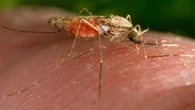The first drug to treat infants sick with malaria is approved by Swiss authority
