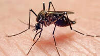 EEE, West Nile, malaria, dengue: What to know about mosquito-borne diseases spreading in the US