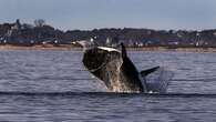 Biden administration withdraws rules to save endangered whales from collisions