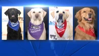 The dogtor is in: Meet the dogs working full-time at Children's National Hospital