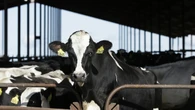 More cows are being tested and tracked for bird flu. Here's what that means