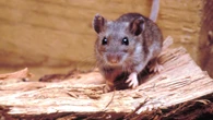 Where does hantavirus lurk in the U.S.? Scientists found ‘hot spots' in surprising areas