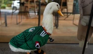 Meet Merlin the duck, a Mexico City streetside regular turned World Cup mascot