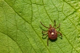Tick season seems to be off to a fast start, and some experts worry about future illnesses
