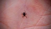 Watch out for this new invasive tick. It could saddle you with a little-known, debilitating infection