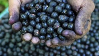 Açai berry producers are concerned as Trump imposes tariffs on Brazil's exports