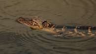 Alligator interrupts PGA Tour event with stroll across the tee box