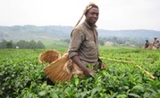 Key Reforms Give Renewed Hope to Kenya's Small-Scale Tea Farmers