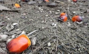 How Palm Oil Became the World's Most Used, Most Hated Fat Source