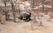 Spike in Elephant Poaching - Why is Botswana Govt Silent?