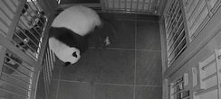Japans ältester Zoo freut sich über Panda-Babys