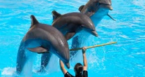 ‘Ley Mincho’ ya es una realidad: ¿Por qué prohibieron los espectáculos con delfines en México? 