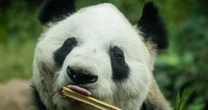 Xin Xin, la última panda mexicana, cumple 35 años: ¿Por qué está en la etapa final de su vida?