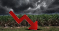 ¿Por qué el azúcar mexicano pasa por mal momento? La crisis golpea a miles de productores de caña