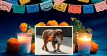 ‘Mi casa está silenciosa, conservo sus juguetes’: Hamilton recuerda a Roscoe, perrito honrado en altar del GP de México