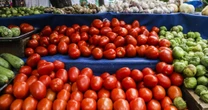 Precio del jitomate hasta 80 pesos por kilo se extenderá al verano, advierten productores