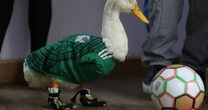 Expresidente Calderón pide regalías de la FIFA para el pato ‘Merlín’: ‘¡Móchense!