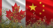 ‘Le llueven’ aranceles a Canadá: Negocia con China impuesto a la canola canadiense