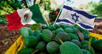 El codiciado oro verde: Israel compite con México en exportación de aguacate gracias a aguas residuales
