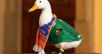 ¿Le ganaron el registro de marca al pato Merlín? Esto sabemos del caso del ave mundialista