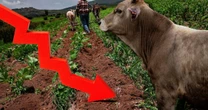 Campo mexicano, en problemas: ¿Por qué se derrumbó su aportación al PIB de México?
