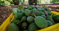 El aguacate, ‘qué barato, qué barato’: ¿Qué productos bajaron de precio en octubre, según el Inegi?