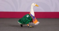 IMPI resuelve el caso del Pato Merlín: ¿A quién le pertenece la marca?