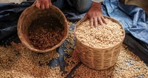 La inflación llega hasta tu taza: Aranceles de Trump elevan los precios del café y cacao, alerta la ONU 