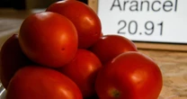 ¿Productores de jitomate mexicano darán la espalda a EU? Buscan acceso a mercado canadiense