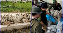 ¿De qué murió el tigre Kenzo? Esto dice la necropsia entregada a la Profepa